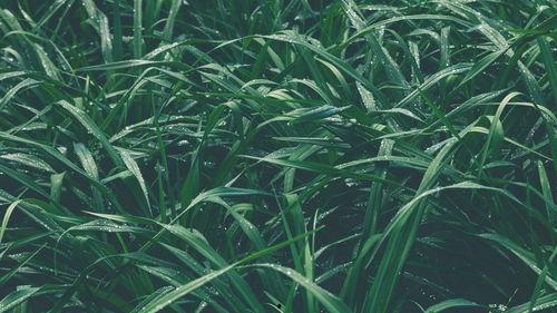 青青青草国产视频